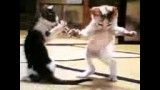 رقصیدن قشنگ گربه