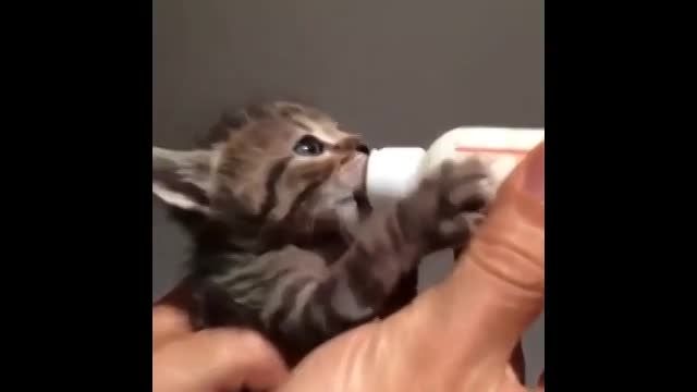 شیر دادن به بچه گربه