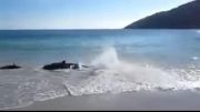 جمع شدن دلفین ها در ساحل در اثر امواج