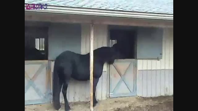 اسبی که آزادی را دوست دارد+فیلم ویدیو کلیپ