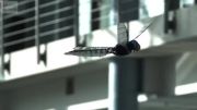 پرواز اعجاب آور روبات سنجاقک - Dragonfly Robot