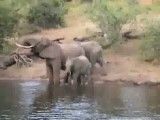 حمله کروکودیل به فیل!