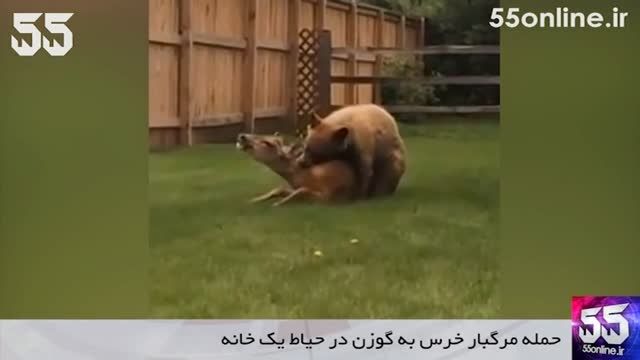 حمله مرگبار خرس به گوزن در حیاط یک خانه
