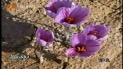 پروژه مواد غذایی مشکلات کشاورزان زعفران در ایران