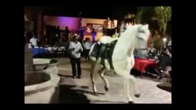 رقص جالب اسب