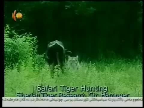 Safari tiger Hunting-siberia - YouTube