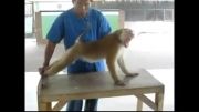 دراز نشست دیدنی میمون باهوش!!