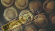 تصاویر زیبا از موجودات میکروسکوپی درون اب