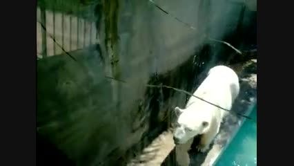 حمله خرس قطبی به سگ در باغ وحش