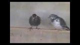 کبوتر اصل 2               ویدیو های سعید s