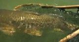 صید ماهی کپور با سیستم فلای فیشینگ