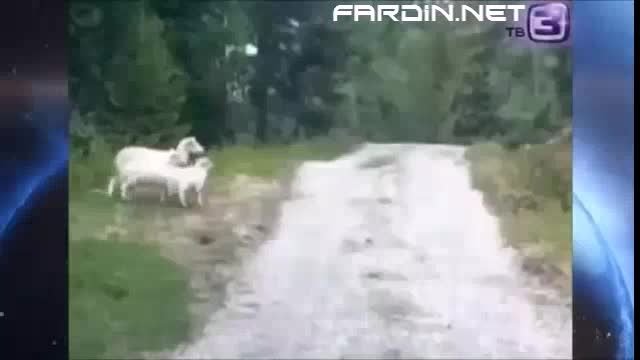 فرار گرگ از گوسفند