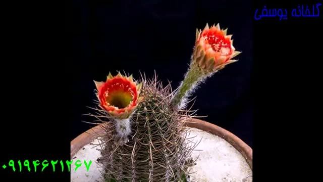 گل کاکتوس 8 Echinopsis