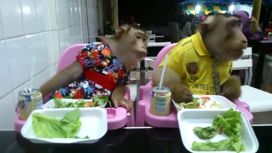 میمون هایی که مثل بچه آدم غذا می خورند