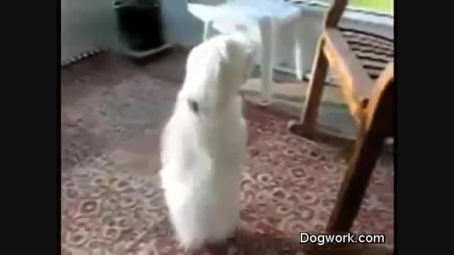 رقص سگها با آهنگی زیبا
