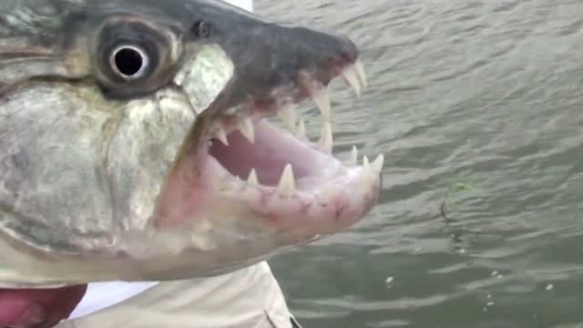 ماهی پیرانا با دندانهای وحشتناک