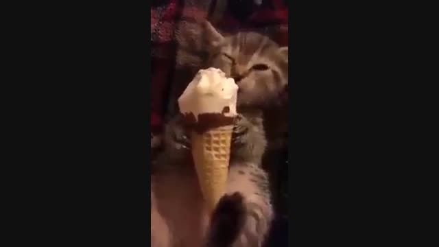 این گربه بسیار استثنایی بستنی قیفی خورده میکندآخرخنده
