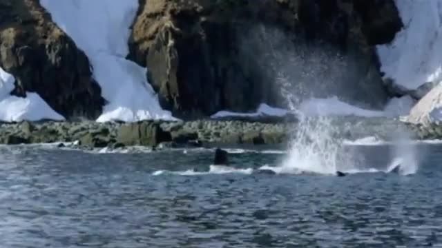 شکار وال توسط نهنگ های قاتل