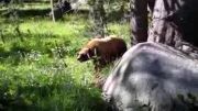 غافلگیرکردن  خرس برای حمله به انسان!!