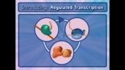 تنظیم رونویسی-فرآیندهای سلولی13(Regulated Transcription)