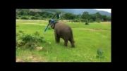 حولا هوپ بازی کردن بچه فیل!!