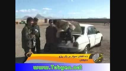 ده افغان سوار بر یک پژو !!!