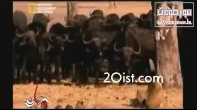 کشته شدن شیر توسط گله گاوهای وحشی