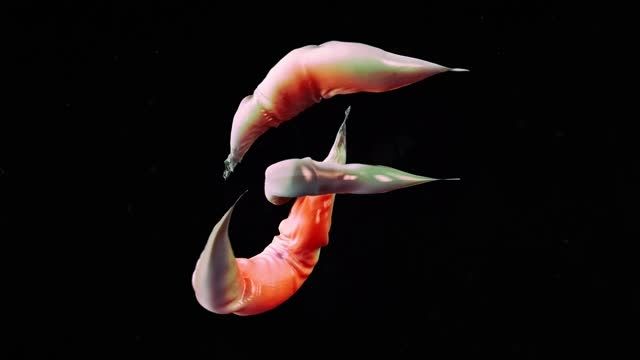 تایپوگرافی حرکات موجودات دریایی