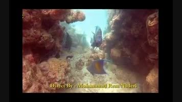 زیبایی های خلیج فارس - غواصی تفریحی در جزیره کیش