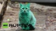 گربه سبز رنگ اسرار امیز در بلغارستان
