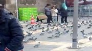 کبوتران ترکیه