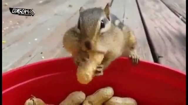 سنجاب های بامزه
