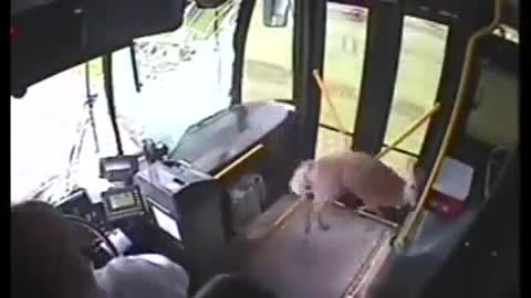شکستن شیشه اتوبوس و افتادن آهو داخل آن