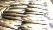 صیادان پره - ماهی سفید و کفال