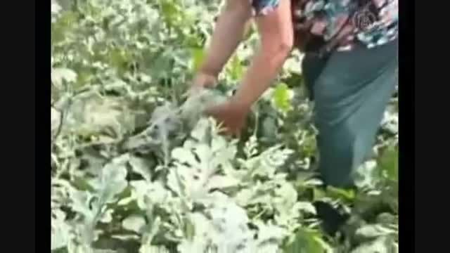 ترکیدن هندوانه ها در چین