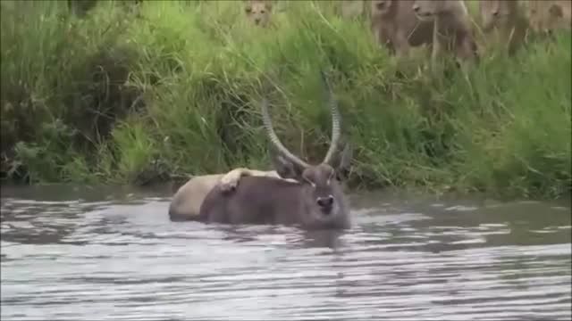 تلاش شیر برای شکار در آب