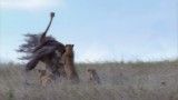 شکار شتر مرغ توسط دو پلنگ