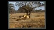 کشته شدن ۲ چیتا توسط شیر نر