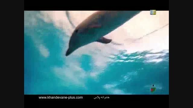 خندوانه - پارک دلفین ها