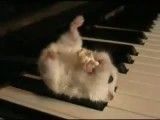 hamster-piano