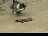 نبرد مار با گربه