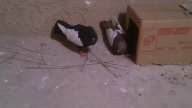 کبوتر سینه سیاه و سینه قهوه ای