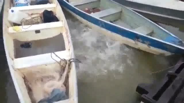 غذا دادن به ماهی های پیرانا در رودخانه ای در برزیل