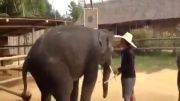 وقتی فیل ها میرقصند