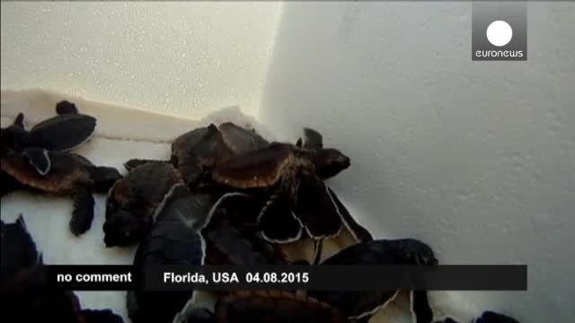 نجات بچه لاک پشت ها در سواحل فلوریدا