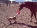 بازی اسب و سگ