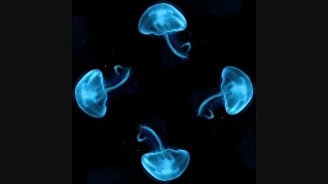 Hologram Technology - Blue Jellyfish for 4faces