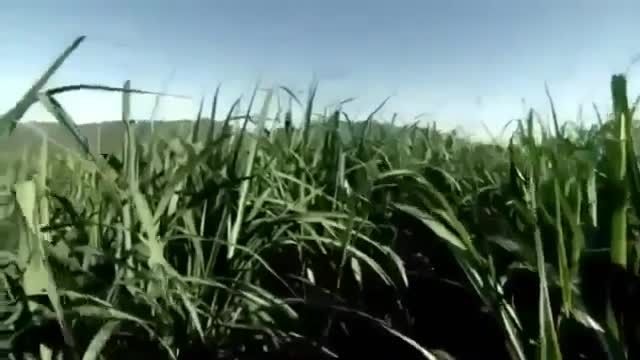 مستند خارق العاده مارهای زهردار  مناطق گرمس (1080P HD)