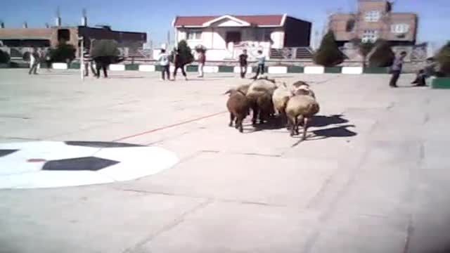 امدن گوسفند ب دبیرستان پسرانه