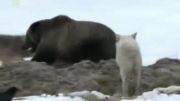 خرس در دام گله گرگ ها ( خفن )